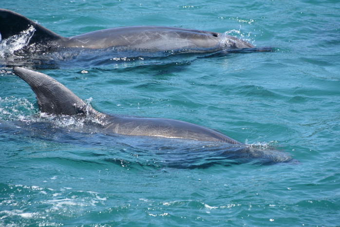 Die haben ganz schön viele Kratzer!? Die haben ganz schön viele Kratzer!?