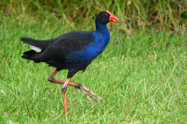 Pukeko Pukeko