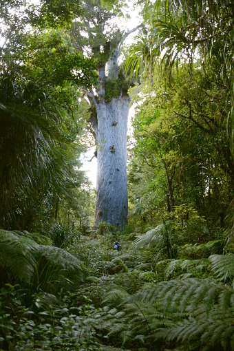 Bild: Der 'Gott des Waldes' und ganz klein steht Thomas davor Bild: Der 'Gott des Waldes' und ganz klein steht Thomas davor