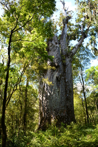 Bild: Der 'Te Matua Ngahere' Bild: Der 'Te Matua Ngahere'
