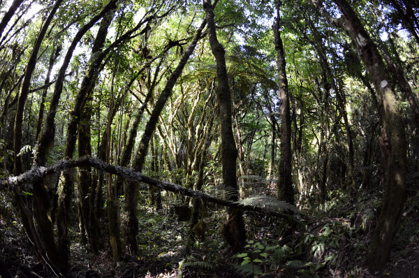 Undurchdringbarer Urwald