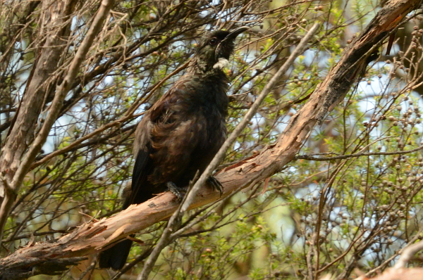 Ein Tui Ein Tui