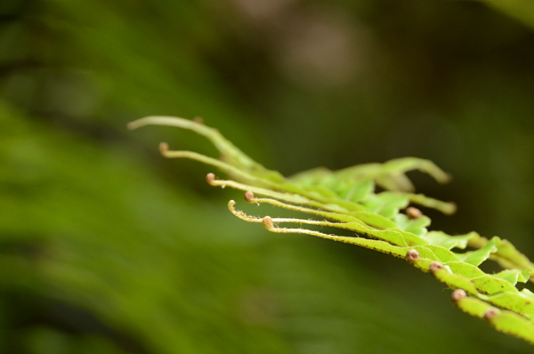 Es gibt sehr viele Farnarten Es gibt sehr viele Farnarten