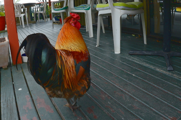 Den Adelstitel hab ich leider vergessen Den Adelstitel hab ich leider vergessen