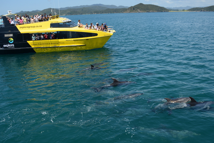 Wow, Delfine ganz nahe Wow, Delfine ganz nahe