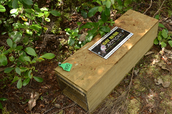 Eine Falle der Bay Bush Action Eine Falle der Bay Bush Action