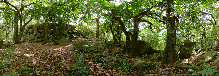 Bild: Tolle Bäume gibt es hier Bild: Tolle Bäume gibt es hier