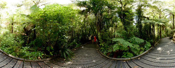 Bild: Selbst buddhistische Mönche kommen um den Tane Mahuta zu sehen Bild: Selbst buddhistische Mönch kommen um den Tane Mahuta zu sehen
