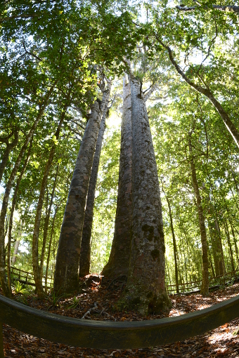 Bild: Die '4 Sisters' Bild: Die '4 Sisters'