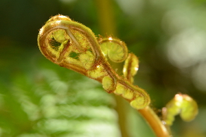 Bild: Farne gibt es natürlich auch Bild: Farne gibt es natürlich auch