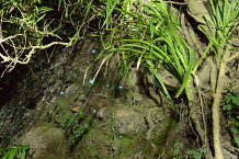 Bild: Glühwürmchen Bild: Glühwürmchen