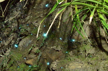 Bild: Glühwürmchen Bild: Glühwürmchen