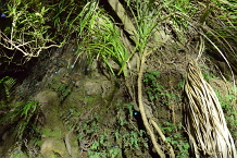 Bild: Glühwürmchen. Links oben sieht man sie ganz schwach Bild: Glühwürmchen. Links oben sieht man sie ganz schwach