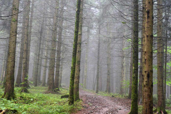 Nebel im Wald Nebel im Wald
