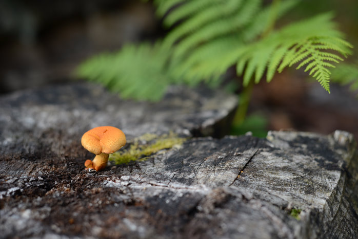 Pilz an stimmungsvollem Licht Pilz an stimmungsvollem Licht