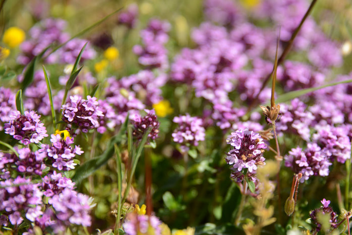 Wilder Thymian wächst überall Wilder Thymian wächst überall