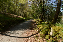 Bild: Typischer Wanderweg Bild: Typischer Wanderweg