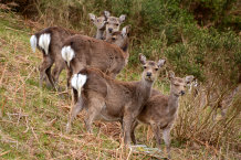 Bild: Hmmm - Rehe Bild: Hmmm - Rehe
