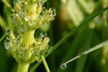 Bild: Wassertropfen auf einer Pflanze Bild: Wassertropfen auf einer Pflanze