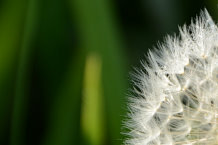 Bild: Teil einer Pusteblume Bild: Teil einer Pusteblume