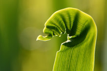 Bild: Ein Blatt entfalltet sich Bild: Ein Blatt entfalltet sich