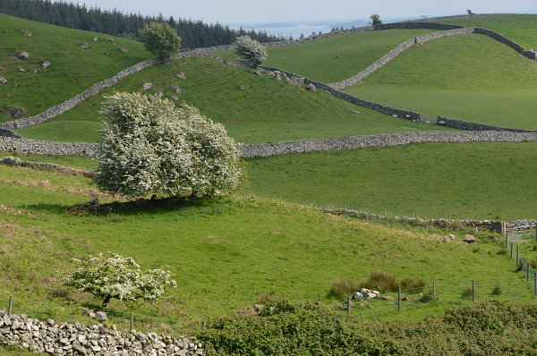 Typische Bäume und Mauern rund um den Lough Corrib Typische Bäume und Mauern rund um den Lough Corrib