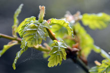 Bild: Ein neues Blatt entsteht Bild: Ein neues Blatt entsteht