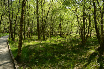 Bild: Auf einem Bohlenweg durchs Moor Bild: Auf einem Bohlenweg durchs Moor