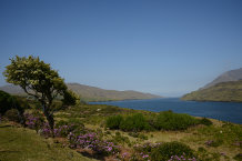 Bild: Der einzige Fjord hier 'Killary Harbour' Bild: Der einzige Fjord hier 'Killary Harbour'