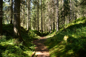 Bild: Das tut den Füßen gut - ein weicher Waldboden Bild: Das tut den Füßen gut - ein weicher Waldboden