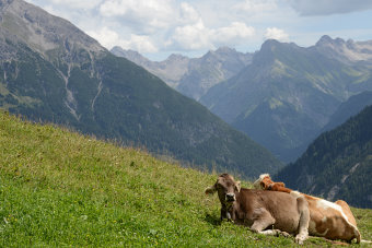 Bild: Wo könnte man schöner rumlungern als auf der Jöchelspitze? Bild: Wo könnte man schöner rumlungern als auf der Jöchelspitze?