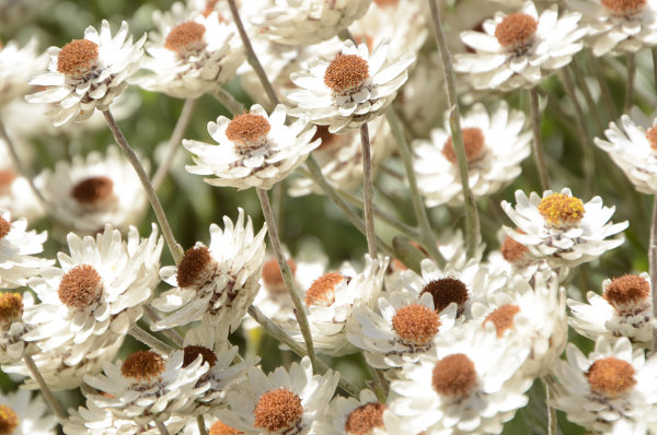 Sehen aus wie Trockenblumen Sehen aus wie Trockenblumen