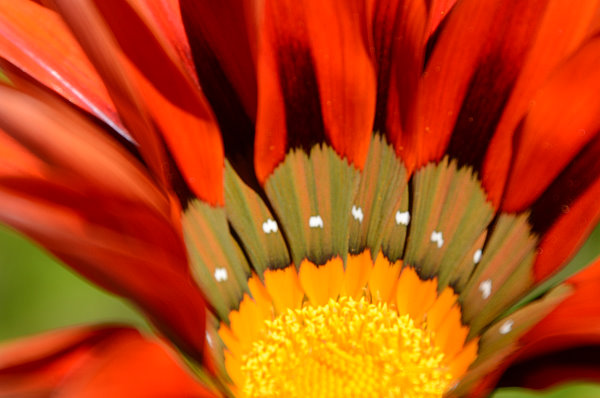 Lustige Zeichnung in den Blüten Lustige Zeichnung in den Blüten