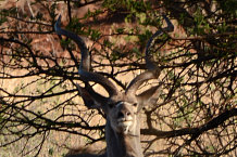 Bild: Ein Kudu Bild: Ein Kudu