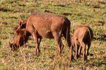 Bild: Warzenschweine Bild: Warzenschweine