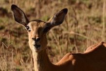 Bild: Spingbock Bild: Spingbock