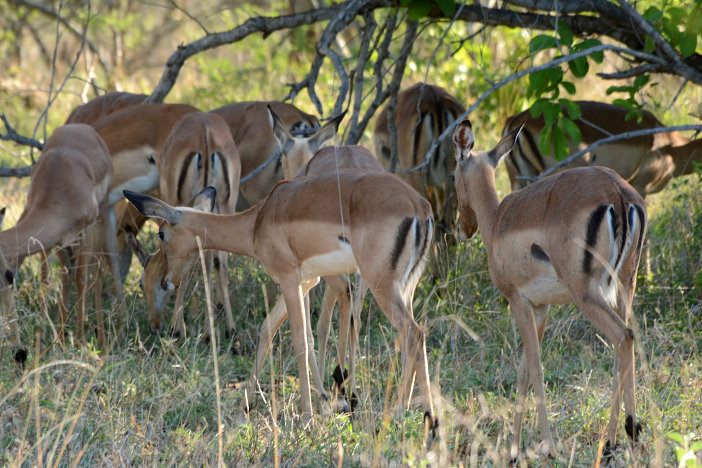 Impalas Impalas