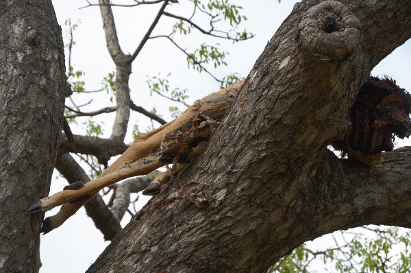 Die Beute im Baum Die Beute im Baum