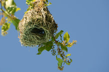 Bild: Typisches Webervogelnest Bild: Typisches Webervogelnest