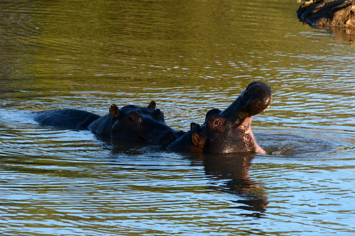 Hippos haben uns auch noch gefehlt Hippos haben uns auch noch gefehlt