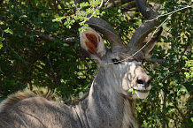 Bild: Ein Kudu Bild: Ein Kudu