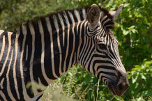 Bild: Nochmal ein Zebra Bild: Nochmal ein Zebra