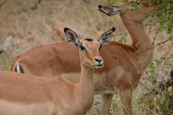 Impalas sind immer wieder schön anzusehen Impalas sind immer wieder schön anzusehen