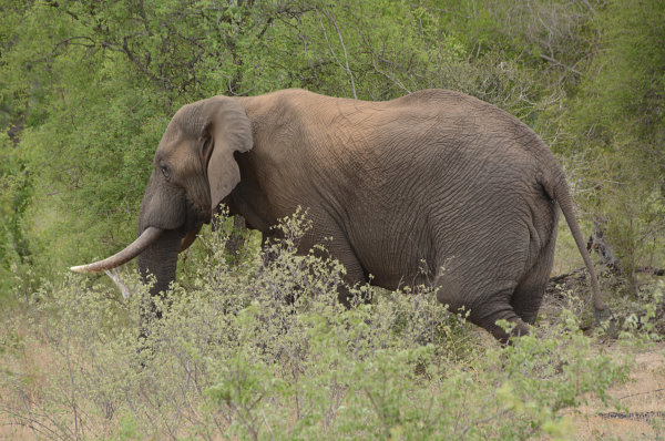 Ein einsamer Elefant Ein einsamer Elefant