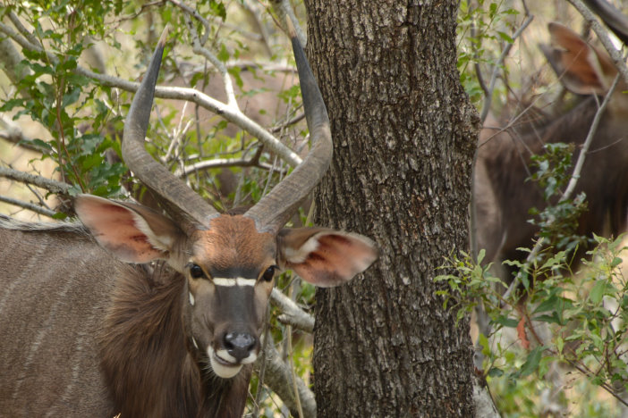 Ein Nyala Ein Nyala