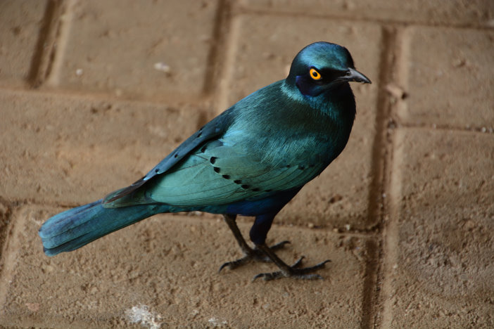 Ein schöner Starling Ein schöner Starling
