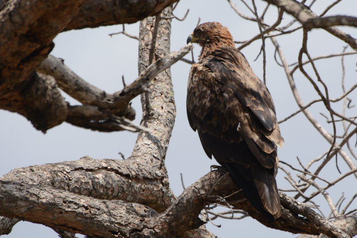 Ein Adler Ein Adler