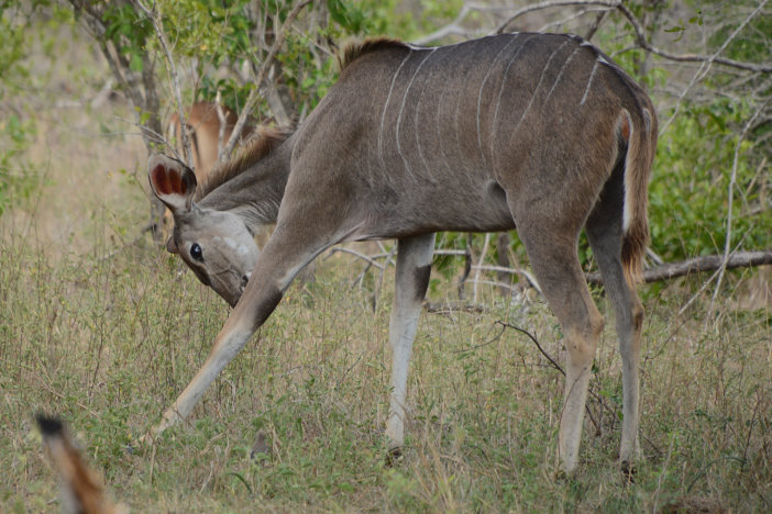 Ein Kudu Ein Kudu