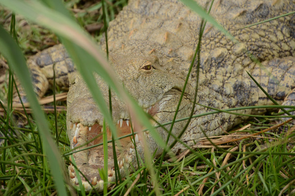 Ein Krokodil Ein Krokodil