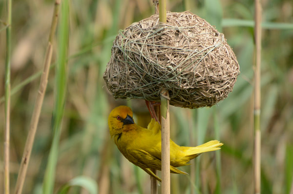 Ein Webervogel Ein Webervogel